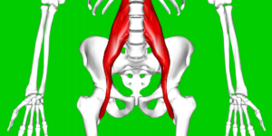 Showing the Ilio-Psoas muscles a common culprit causing lower back pain in folks with flat feet